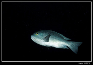 Black and white Snapper :-D by Daniel Strub 